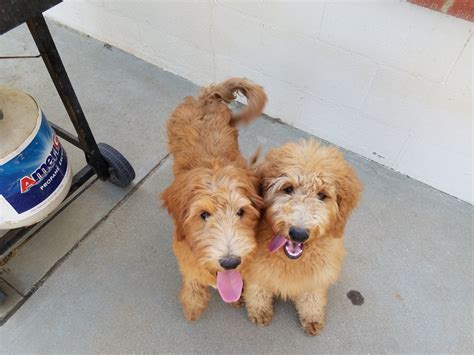 Goldendoodle kennels is dedicated to the goldendoodle with facilities in oklahoma city and central california. Goldendoodle Puppies For Sale | Menifee, CA #256178