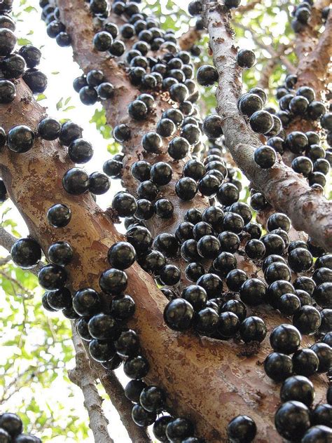 Fruit trees that like shade. Pin on South Florida Yard & Plants