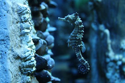 Salim Khoso Deep Sea Creatures Marineaqua Life
