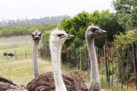 Travelettes Cape Town Ostrich Ranch Travelettes