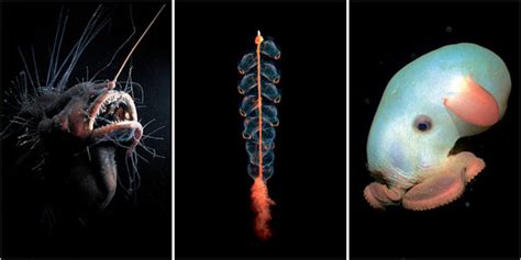 Alien Lifeforms Of The Deep Ocean Wired