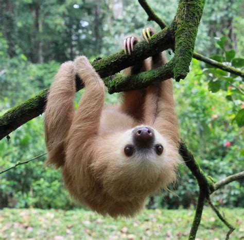 The Most Beautiful Sloths Are Here To Remind You To Relax