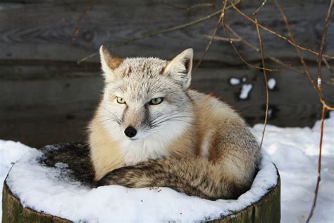 White Fox Aka Walker Beautiful Creatures Animals Beautiful Fox Art
