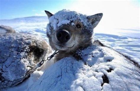 Hilarious And Heartwarming Photos Of Dogs In Snow