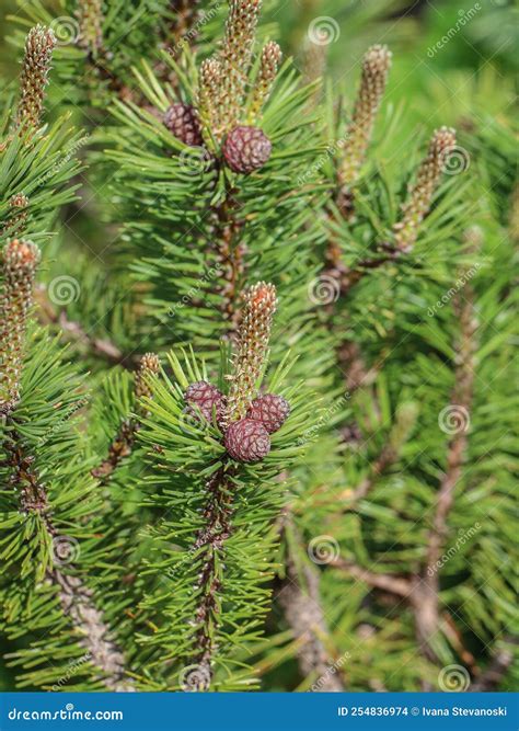 Female Cones And Young Shoots And Young Shoots Of Dwarf Mountain Pine