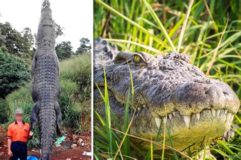 monster croc killed massive crocodile ‘shot dead police investigation launched daily star