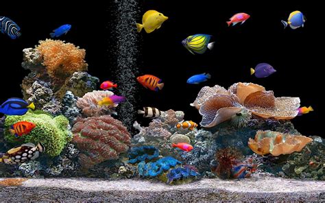 Saltwater Aquarium Wallpaper Wallpapersafari