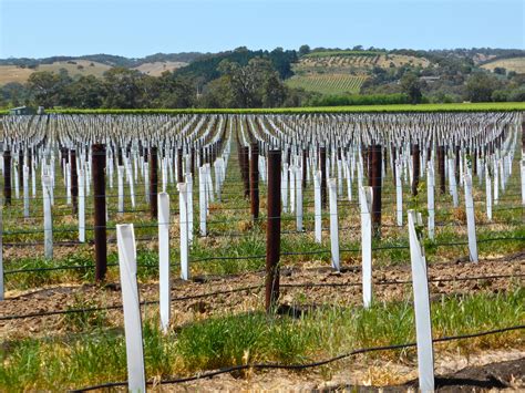 Free Images Landscape Fence Plant Grape Vine Vineyard Wine