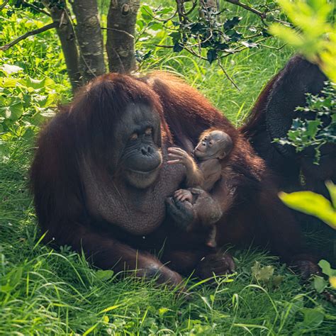 Birth Of Bornean Orangutan Offers Hope For Critically Endangered