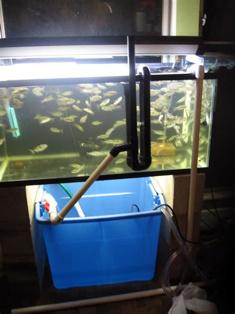 It was a fun project and i am pleased with the results and water clarity it has given the tank. DIY wet/dry trickle filter - Aquarium Advice - Aquarium Forum Community