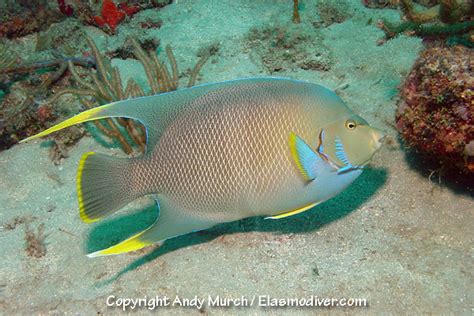 Blue Angelfish Pictures Images Of Holacanthus Bermudensis