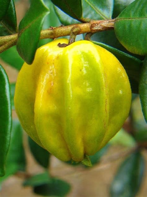 Its height is 25 to 30 feet in height and almost the same length. Polynesian Produce Stand : ~PITANGATUBA~ FRUIT TREE ...