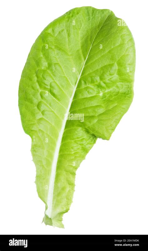 Lettuce Green Leaf Salad Isolated On White Background With Clipping