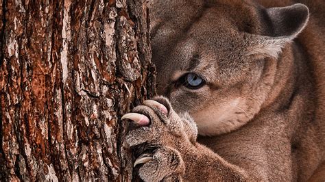 Kruipen Roddel Verbergen Differnce Between Puma Panter Jaguar Cougar Maandag Gans Voorkomen