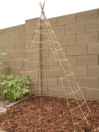 Build A Teepee Trellis Stakes And Ropes I Think Ill Do