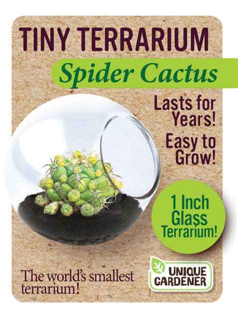 The cactus community on reddit. Spider Cactus (Tiny Terrarium) | Unique Gardener