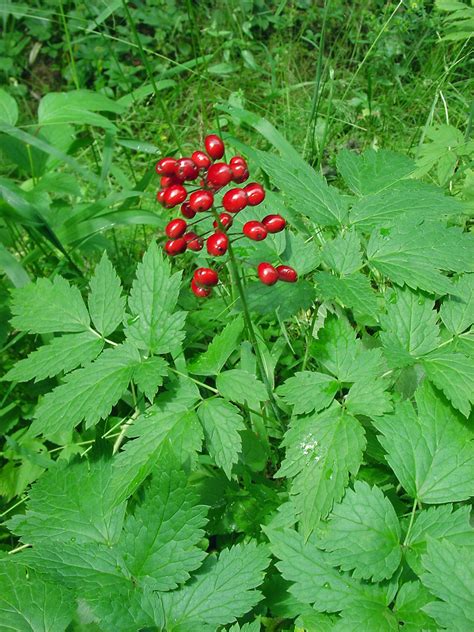 Actaea Rubra Red Baneberry Go Botany