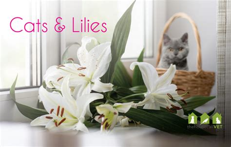 Cats And Lilies How Lilies Can Be Dangerous To Cats