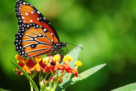 Florida Fall Butterflies Focusing On Wildlife