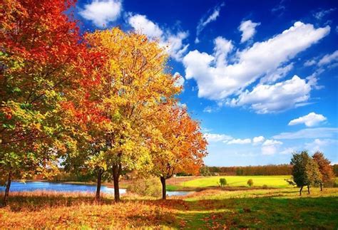 Autumn Red Maple Tree Blue Sky Photo Backdropswe Can Do Any Size And