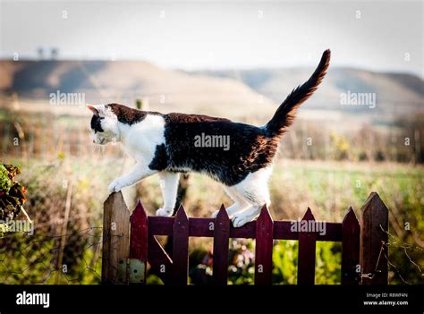 Black And White Country Cat Prowling Around A Garden Gate In December
