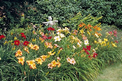 Tips For Growing Daylilies Garden Gate