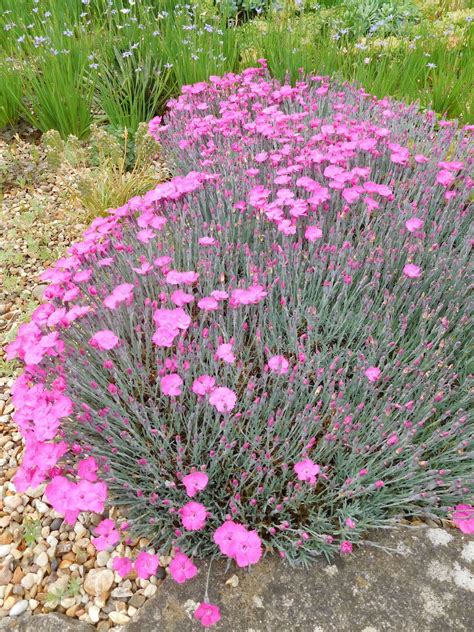 Dianthus Bright Pink Beth Chattos Plants And Gardens