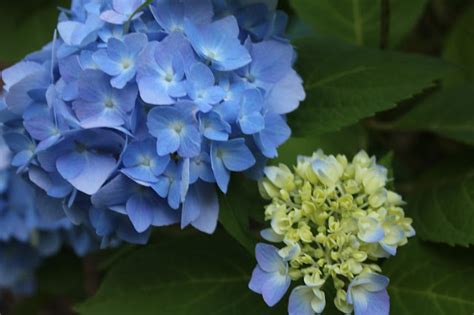 Gardening And Gardens Hydrangeas Blue Pink White And Lace