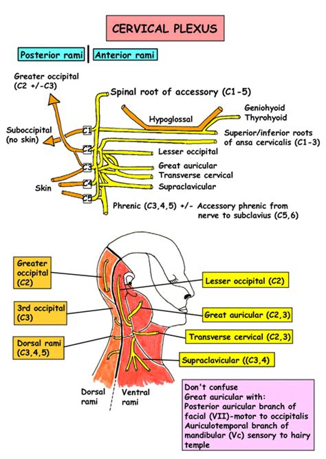 Cervical Plexus Human Anatomy And Physiology Medical Anatomy