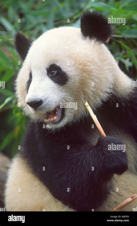 Giant Panda Ailuropoda Melanoleuca Eating Bamboo Chengdu Sichuan