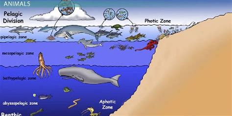 Benthic Zone Animals