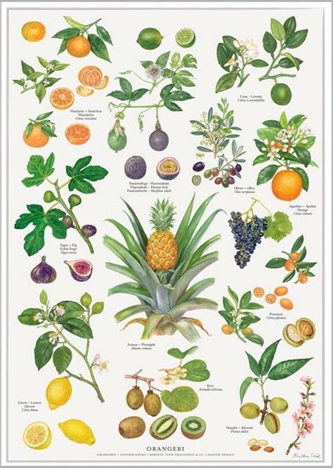 Poster Früchte Fruits Fruits Fructus Im Kinderpostershop Kaufen