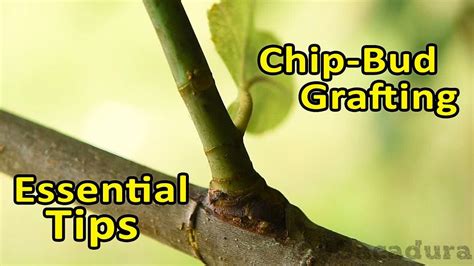 We did not find results for: Grafting Fruit Trees | Chip-Bud Grafting - Essential Tips ...