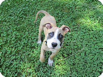 Boxane dog (great dane boxane mix) information: Bullet | Adopted Puppy | Old Bridge, NJ | Boxer/Great Dane Mix