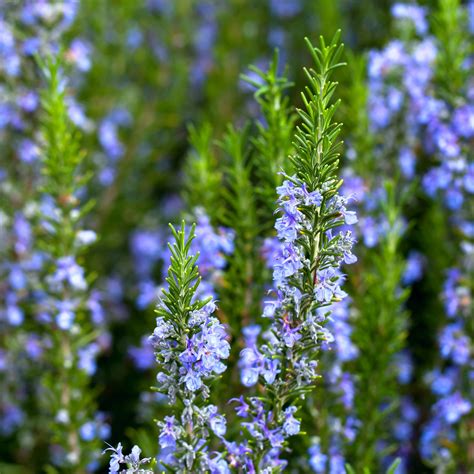 Culinary Herb Plants For Sale Rosemary Tuscan Blue Easy To Grow Bulbs