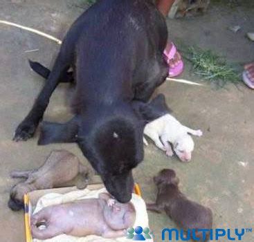 Misteri Dunia: Anak Anjing Berwajah Manusia