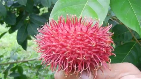 A 100 gram serving of fresh rambutan provides about 66% dv vitamin c. Rambutan Fruta Exotica - YouTube