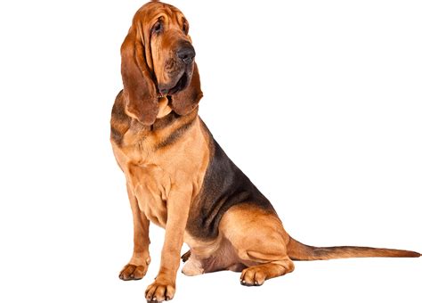 Bloodhound Png And Free Bloodhoundpng Transparent Images