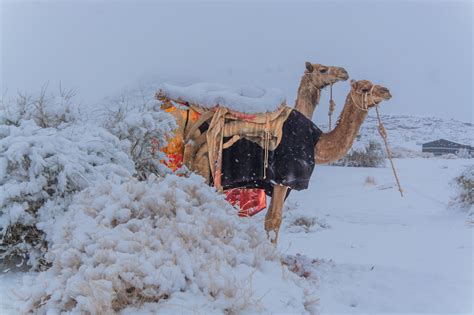 (february 17, 2021) camels 'confused' by snow as libya, syria, lebanon, jordan, israel, palestine & saudi arabia are all reporting snowfall. Tabuk desert North of Saudi Arabia, snowing for the first ...