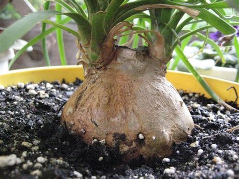 Plus, it's carefree, thriving almost anywhere you place it, indoors or out. Ponytail Palm Care Side : Home Ideas Collection - Ponytail ...