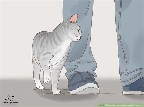 چگونه با گربه خود ارتباط برقرار کنیم تــــــــوپ تـــــــــاپ