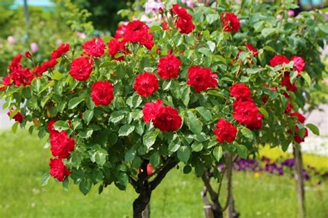 How To Grow Rose Trees Garden Sumo