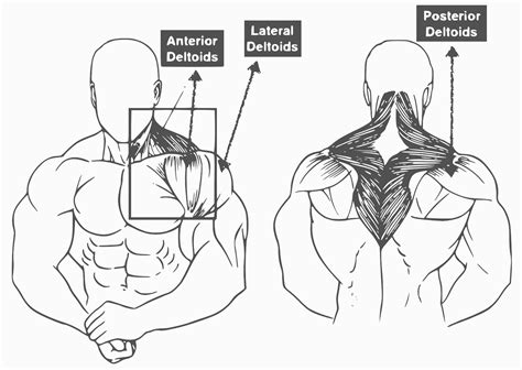 10 Best Shoulder Exercise For Muscle Daily Health Series