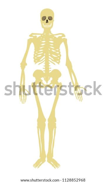 Simple Human Skeleton Stock Vector Royalty Free 1128852968