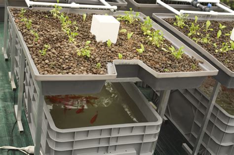 Aquaponie Aquaponics For Beginners