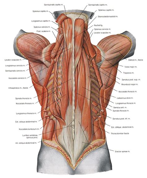 The image below shows the bones from the back side of the hand. http://humananatomybody.info/anatomy-of-muscles-hip-and-lower-back/ | Illustration - Medical ...