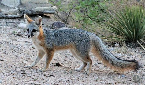 Gray Fox Ovlc Ovlc
