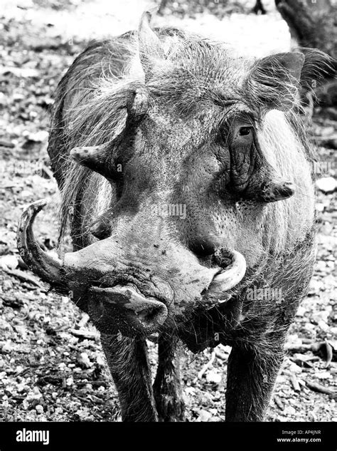 Wild Boar Stock Photo Alamy