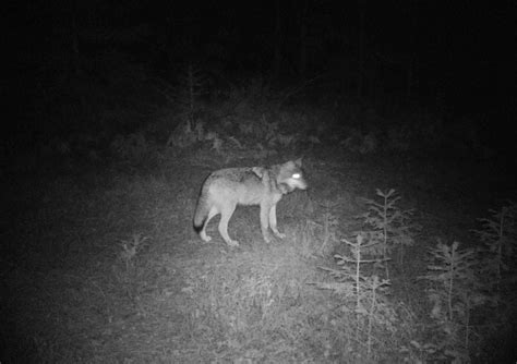 Trail Cameras Capture New Images Of Oregons Only Wolves In Northern