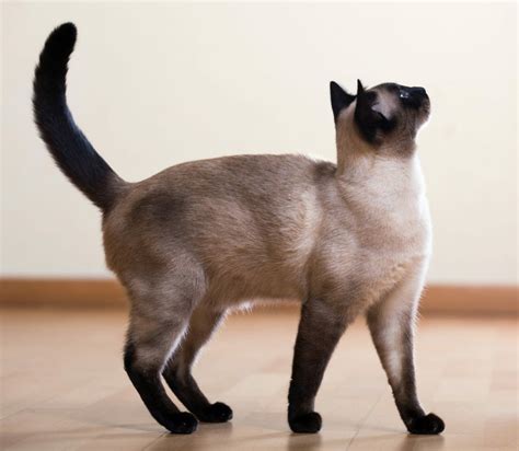 The siamese cat with its distinct color point patterns is one of the most popular breeds of domesticated cats in the world. Siamese Cat Breed Info | Facts, Pictures, Characteristics ...